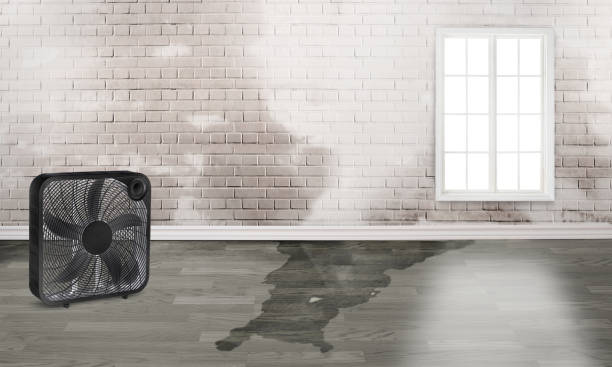 Best Professional water damage repair  in Manasquan, NJ